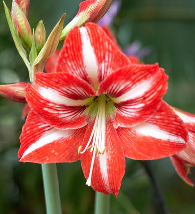 Amaryllis Bulb Kit