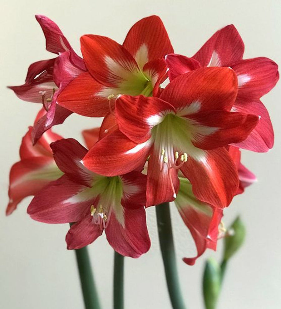 Amaryllis Bulb Kit