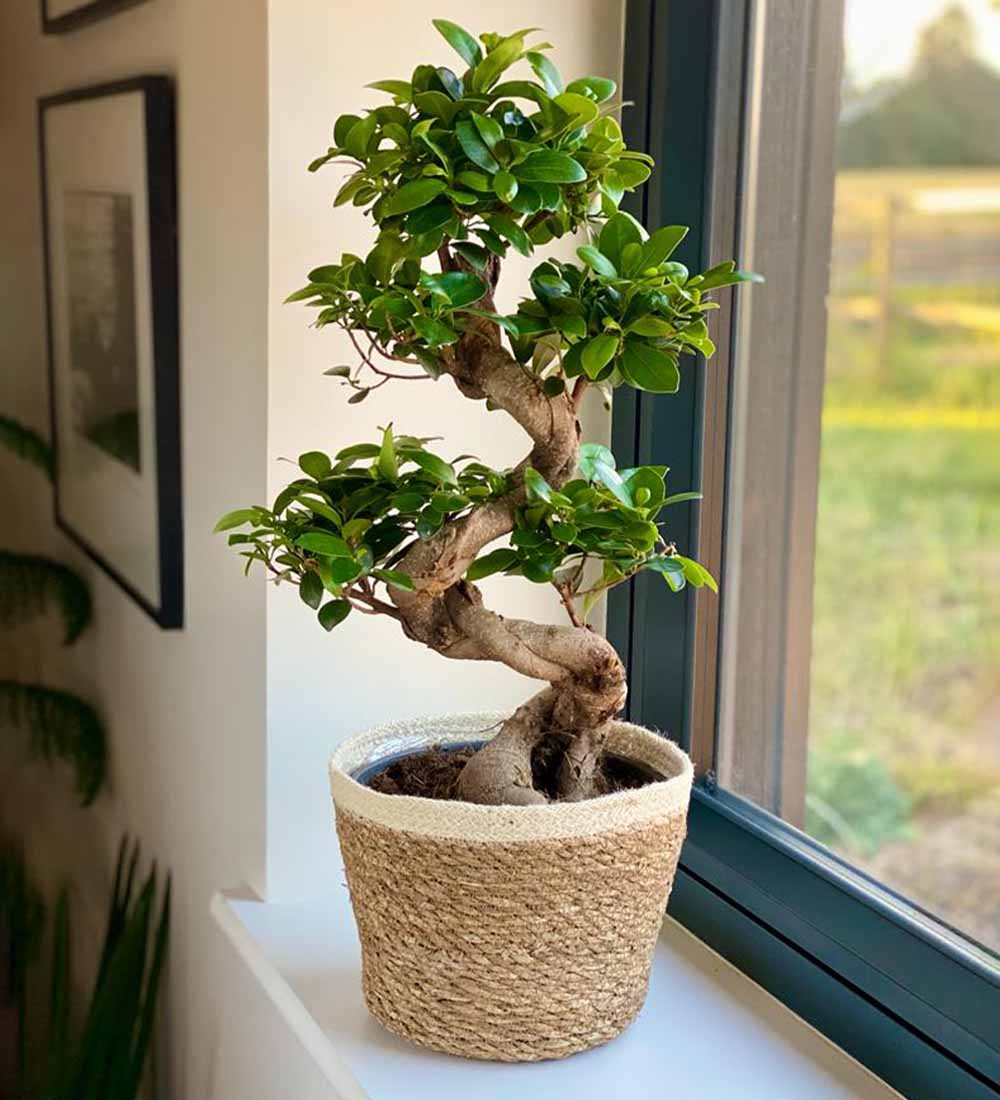 Bonsai Ficus Ginseng & Pot