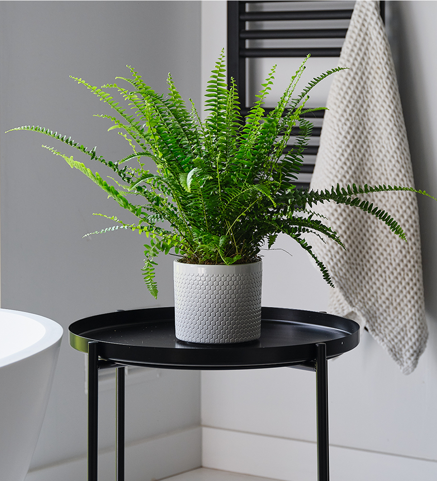 Boston Fern and Pot