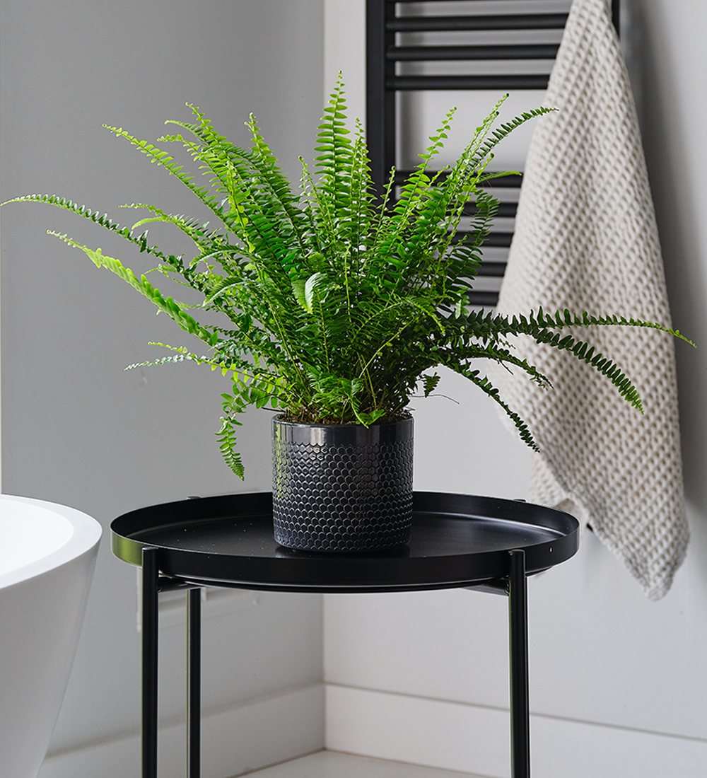 Boston Fern and Pot