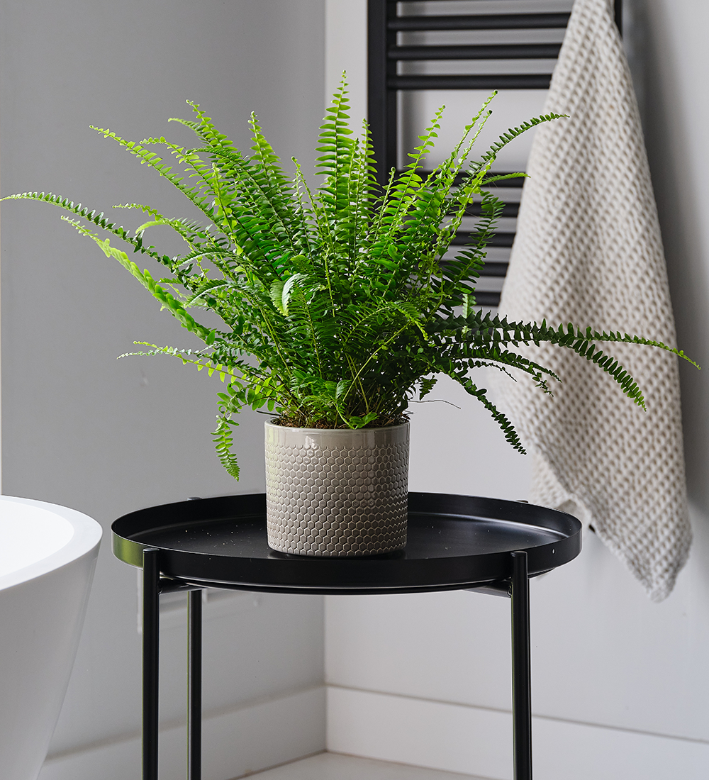 Boston Fern and Pot