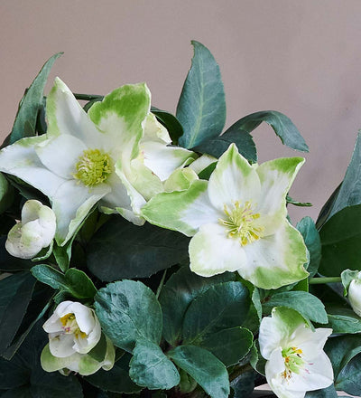 Hellebore & Pot