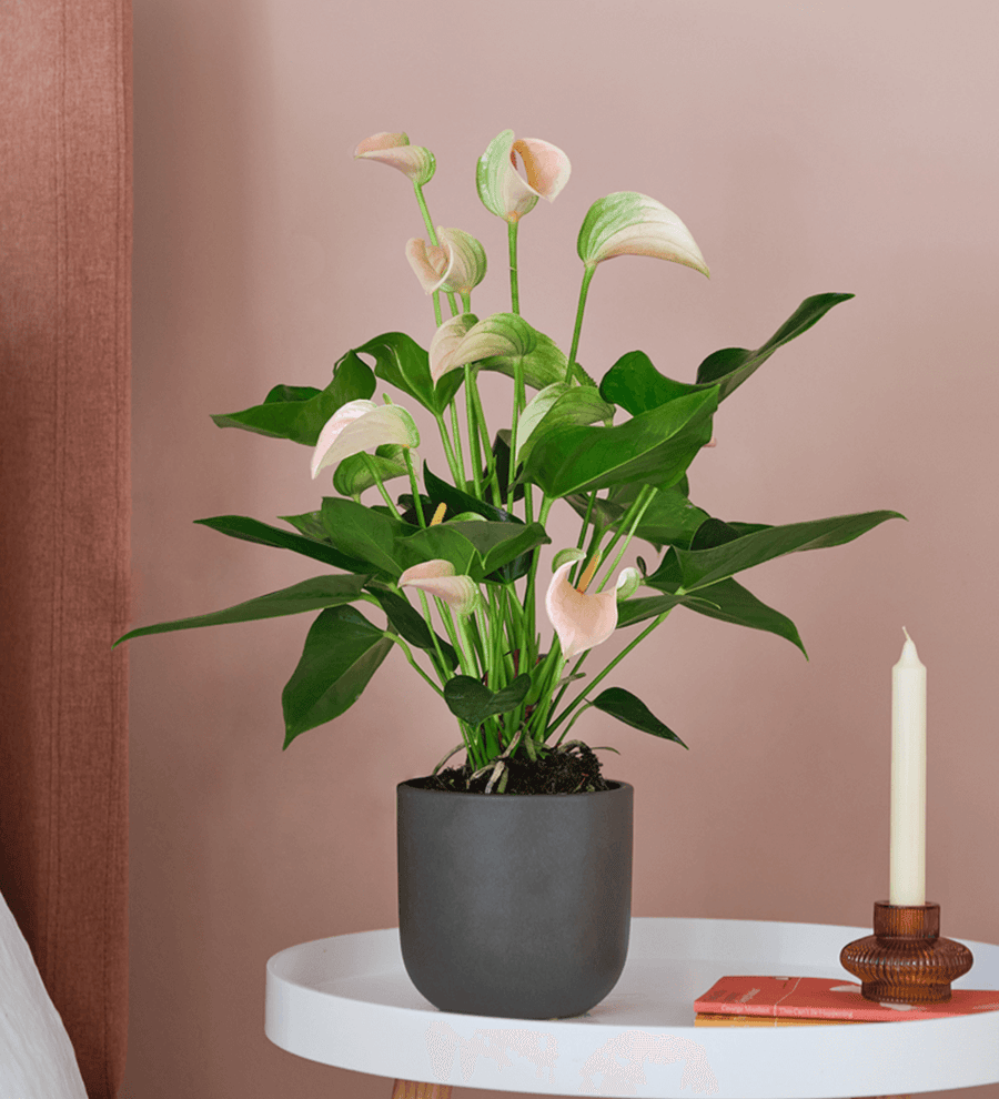 Peach Anthurium & Pot