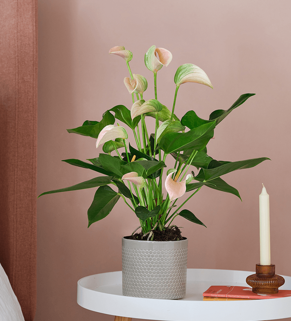 Peach Anthurium & Pot