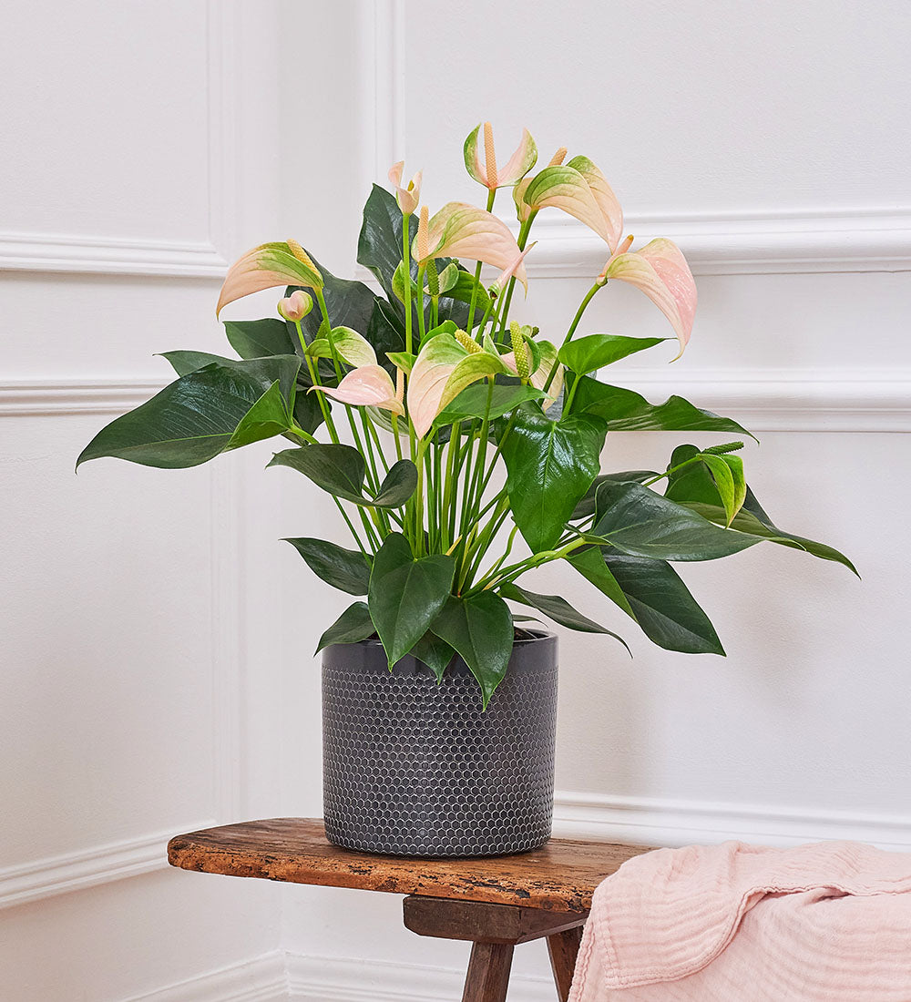 Peach Anthurium & Pot