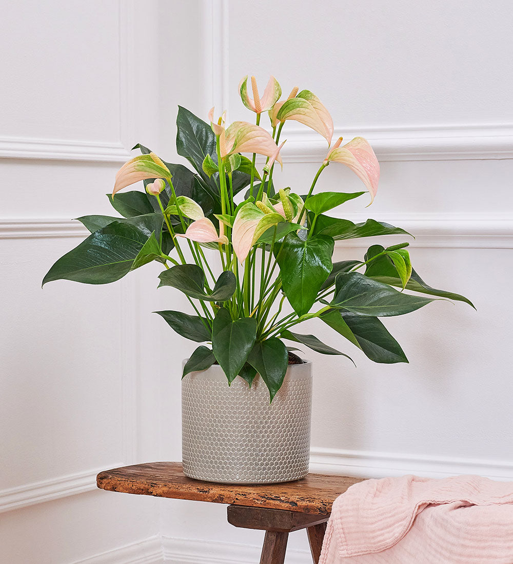 Peach Anthurium & Pot