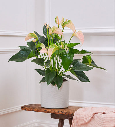 Peach Anthurium & Pot