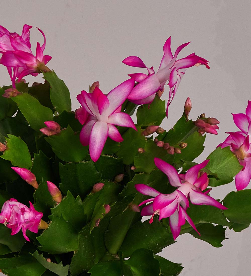 Pink Christmas Cactus & Pot