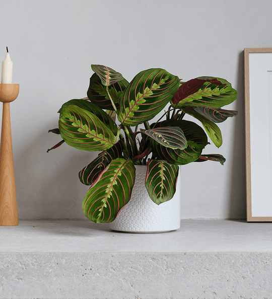 Prayer Plant | Maranta Leuconeura | Beards & Daisies