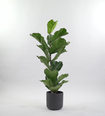 Fiddle-leaf Fig & Pot