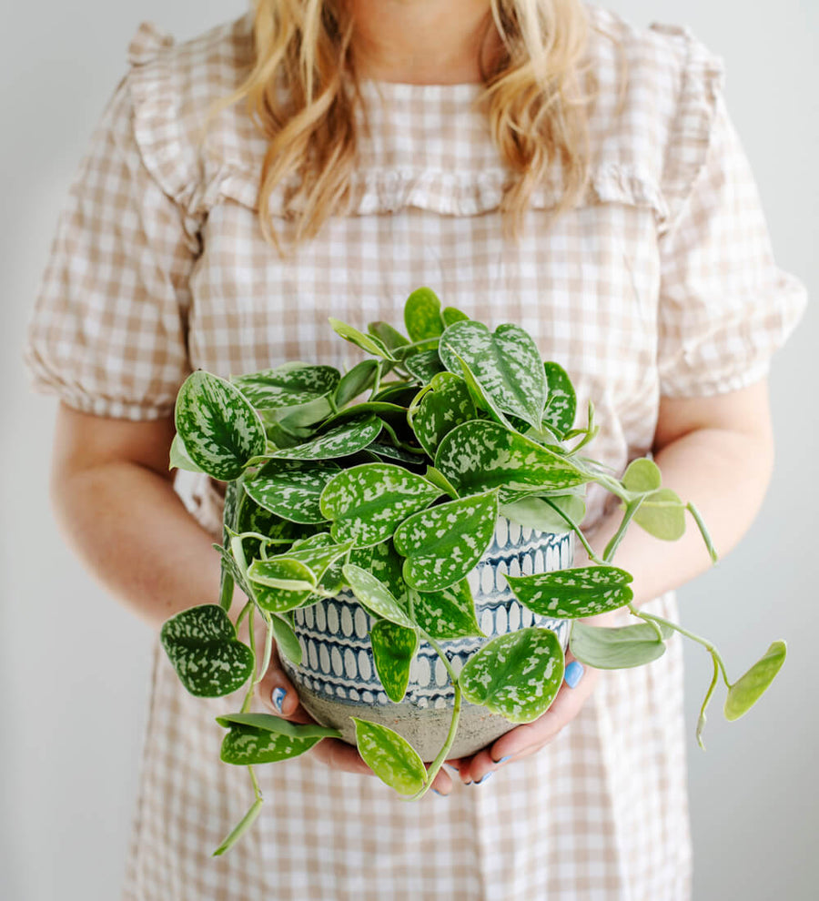 Satin Pothos