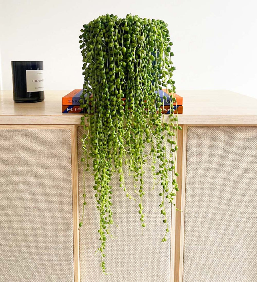 String of Pearls & Pot