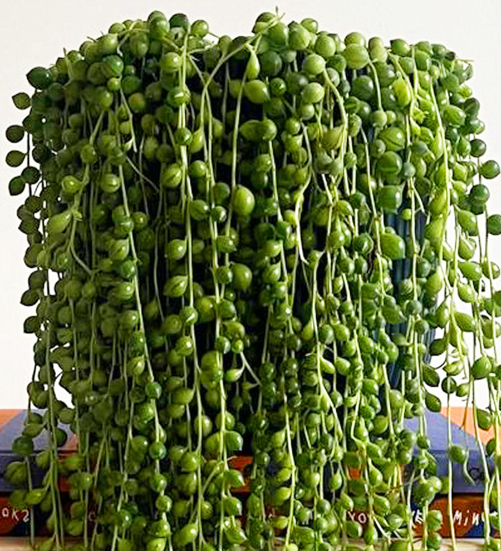 String of Pearls & Pot