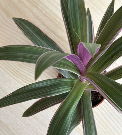 Tradescantia Spatheacea