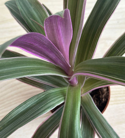 Tradescantia Spatheacea