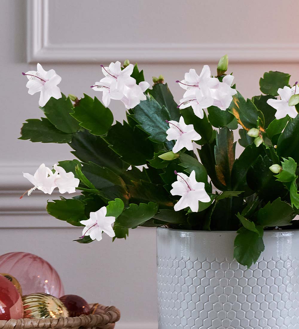 White Christmas Cactus & Pot