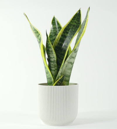 Snake Plant & Pot