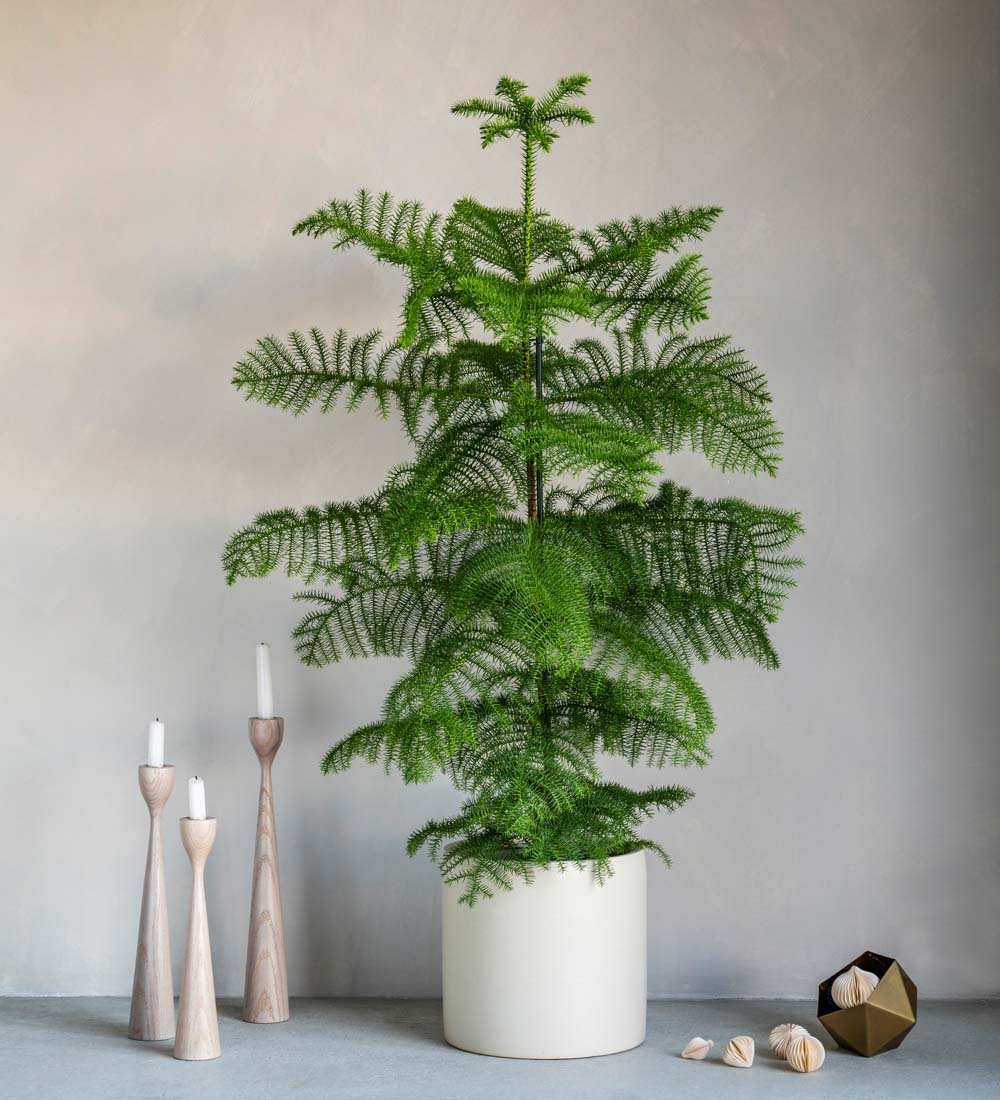 Norfolk Island Pine