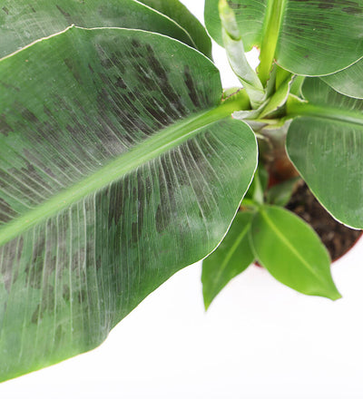 Musa Dwarf Cavendish Banana