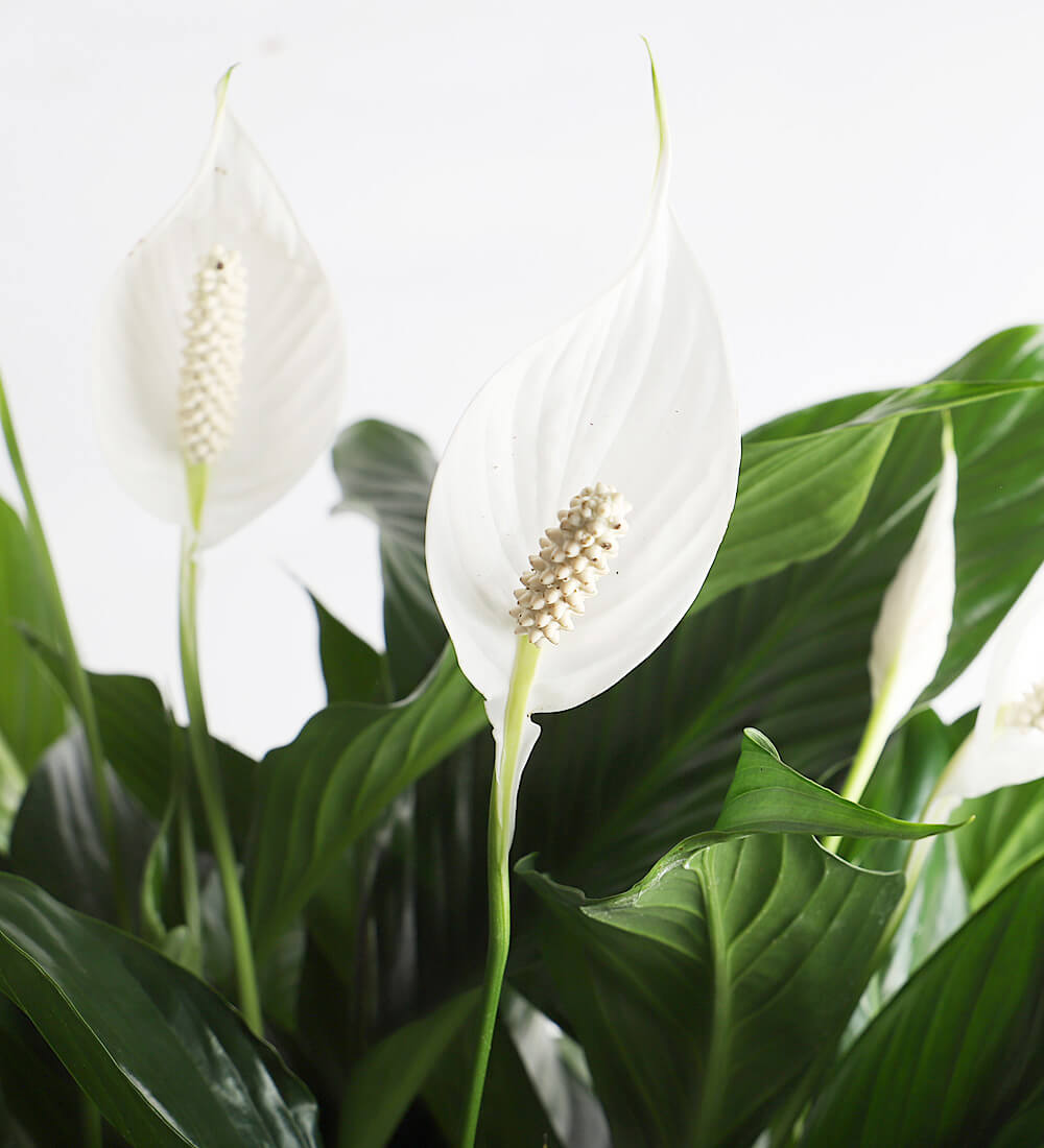 Buy the Peace Lily (Spathiphyllum) indoor houseplant online | Beards ...