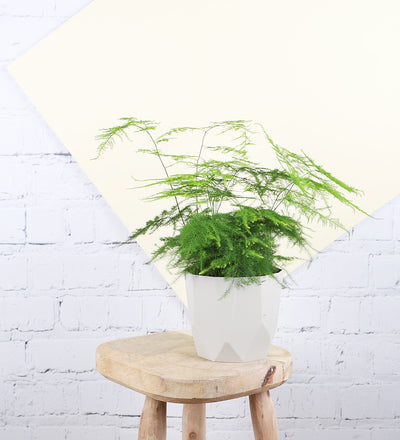 Asparagus Fern & Pot