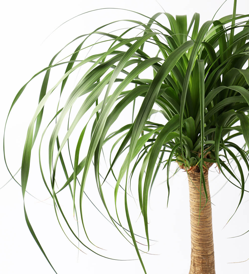 Ponytail Palm