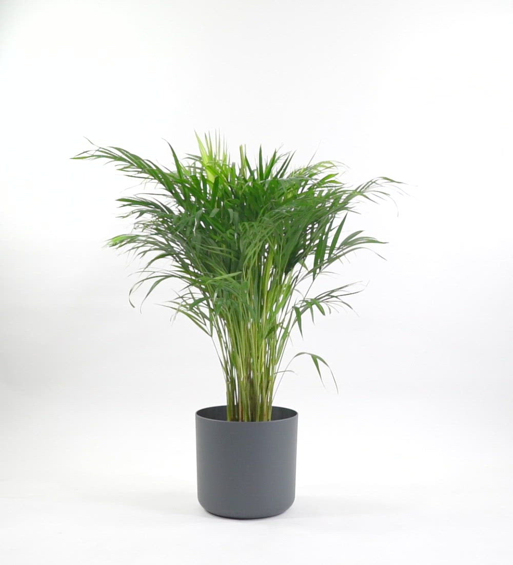 Areca Palm