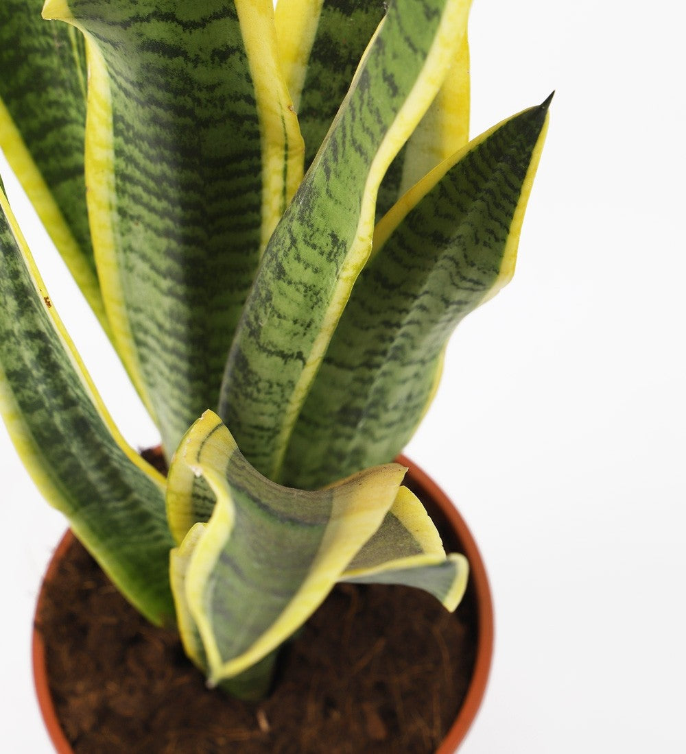 Snake Plant & Pot