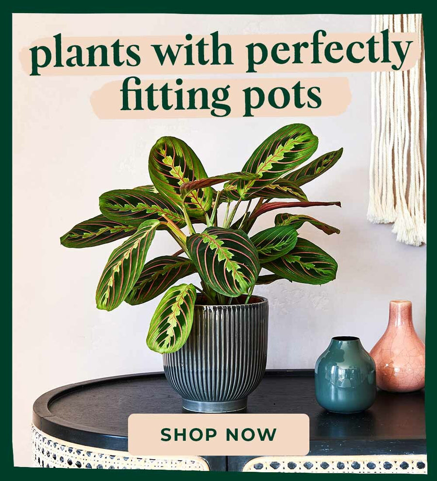 Plants with Pots Banner Product
