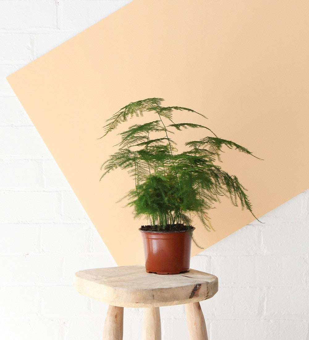 Asparagus Fern & Pot