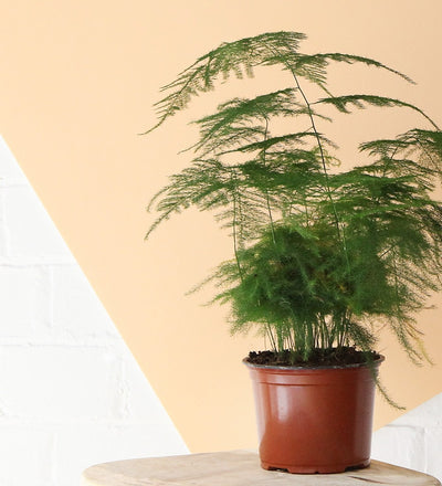 Asparagus Fern & Pot